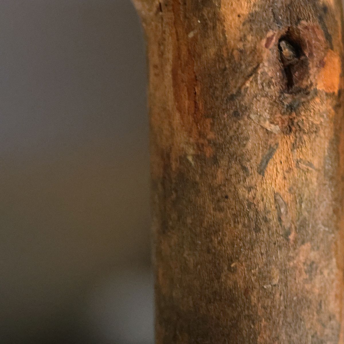 Kunst Olijfboom op Stam - Luxe Groene Buitendecoratie