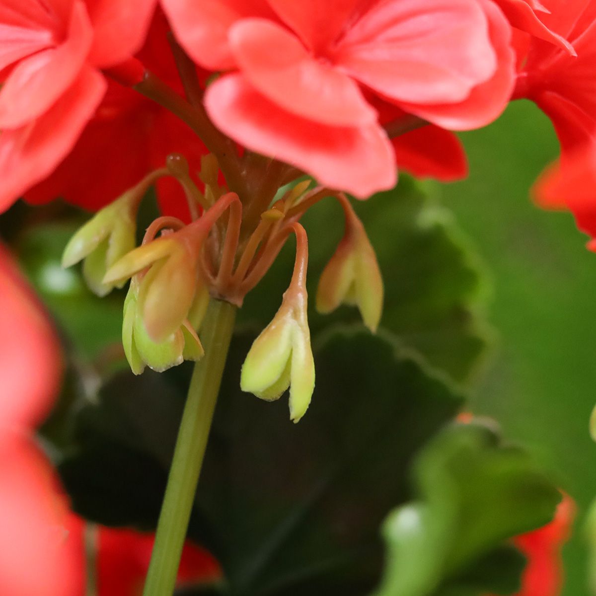 Rode Kunstplant in Pot - Sfeervolle Buitendecoratie