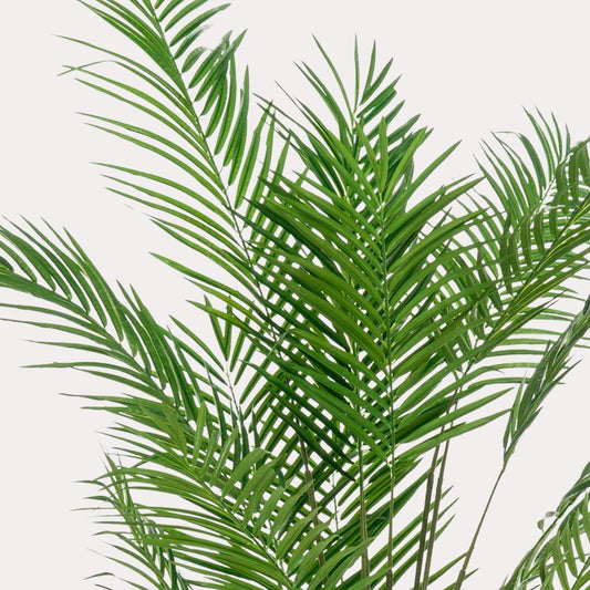 Areca palm kunstplant 180 cm | Tropische goudpalm grote kunstplant