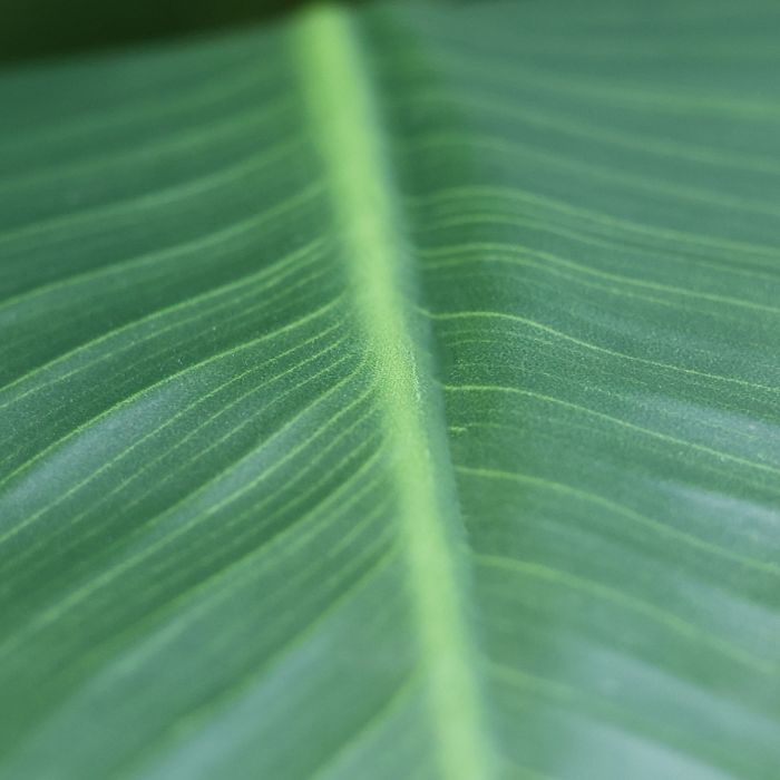 Hoge Kunstplant met Grote Groene Bladeren - Luxe Binnendecoratie
