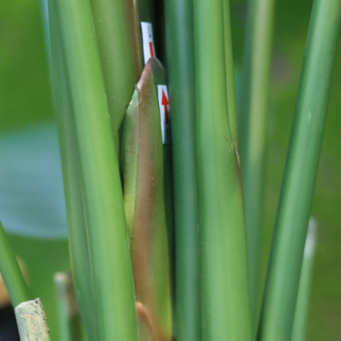 Hoge Kunstplant met Grote Groene Bladeren - Luxe Binnendecoratie