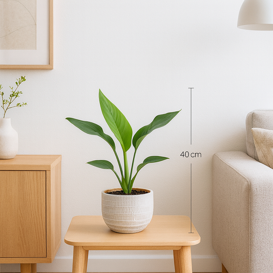 Bloeiende Paradijsvogelplant 40 cm met Witte Pot | Strelitzia Reginae