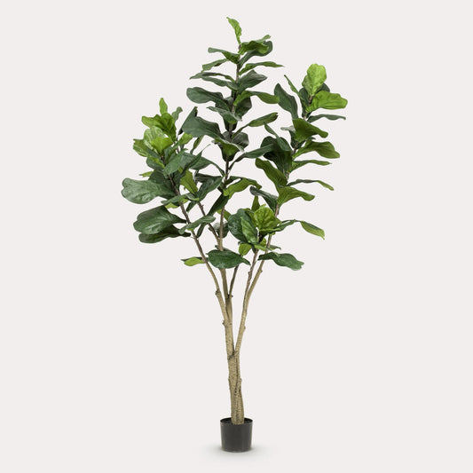 Kunstplant Ficus Premium 170 cm  | Stijlvolle Vioolbladplant | Volle Bladeren