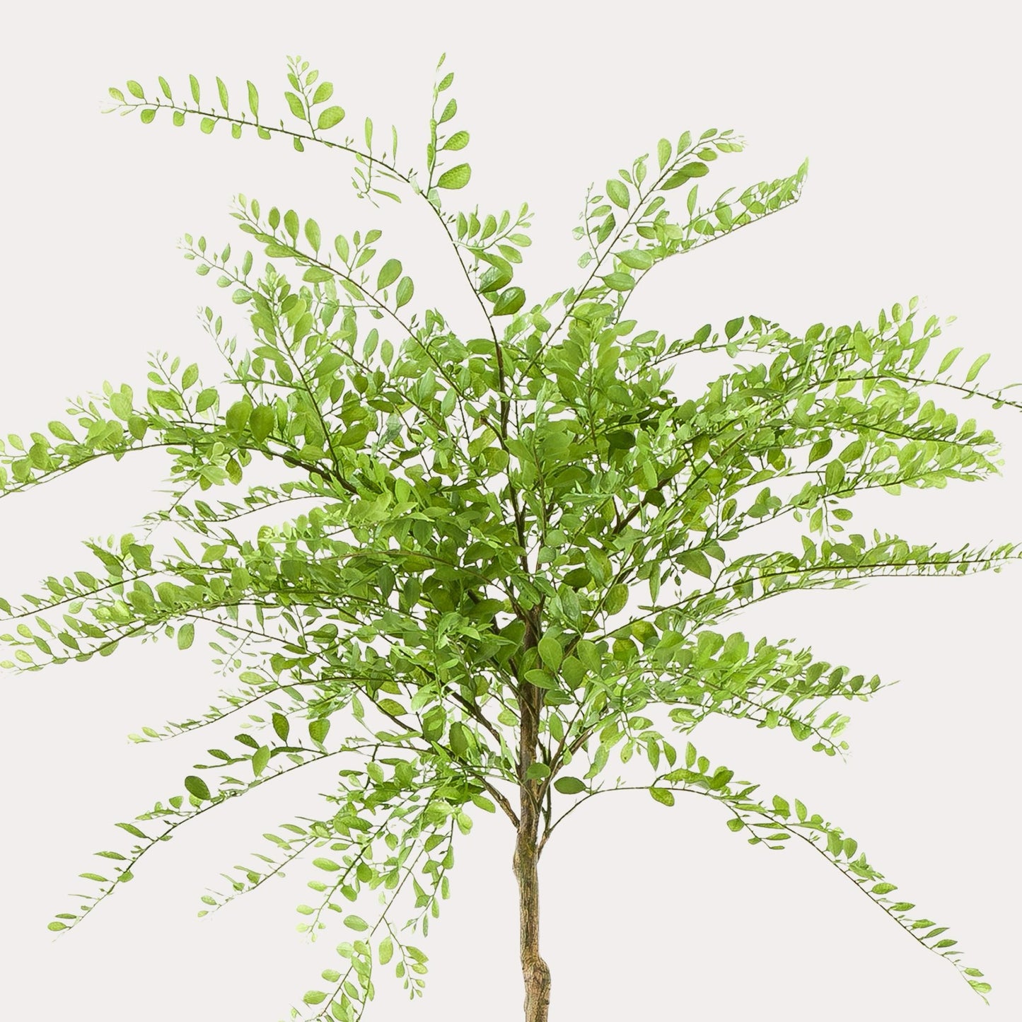 Kunstplant Sophora Tree | 190 cm | Weerbestendige Kunstboom | Luxe voor Tuin & Terras