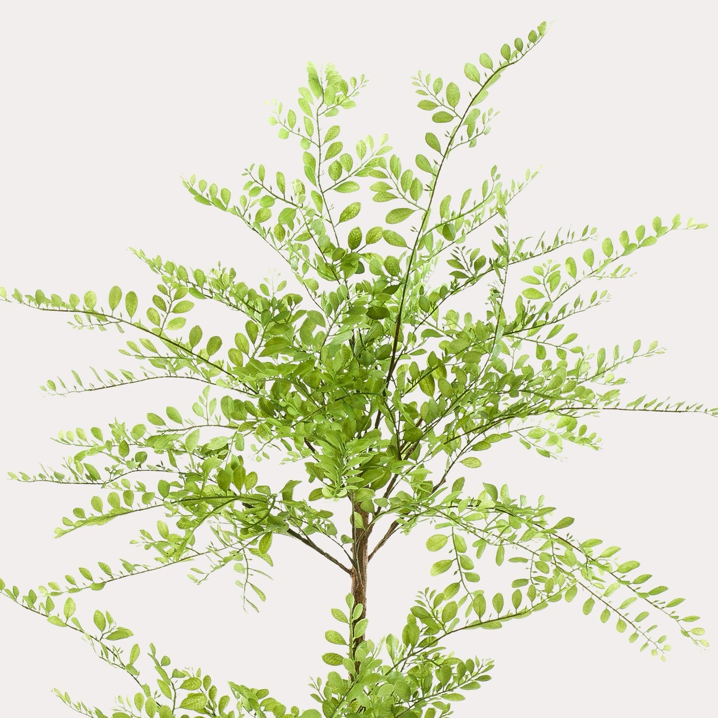 Kunstplant Sophora Tree | 140 cm | Realistische Honingboom | Sfeervolle Decoratie voor Binnen