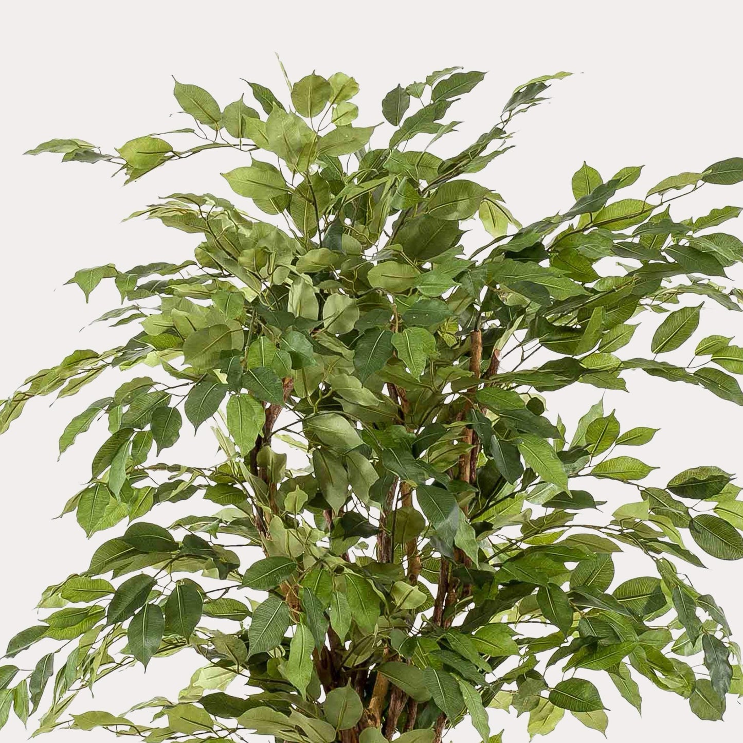 Kunstplant Ficus Liana 170 cm | Luxe Vioolbladplant | Direct Sfeereffect