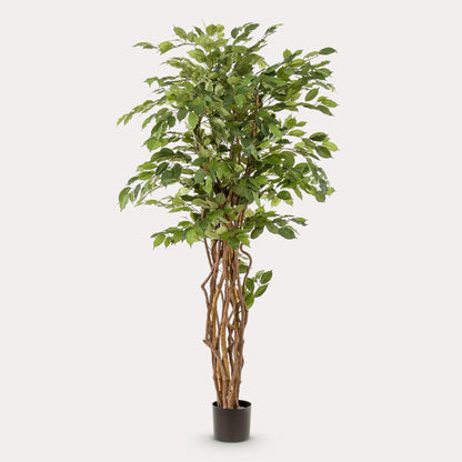 Kunstplant Ficus Liana 170 cm | Luxe Vioolbladplant | Direct Sfeereffect