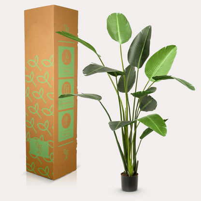 XXL Vioolbladplant 170 cm | Levensechte Ficus | Elegant in Huis