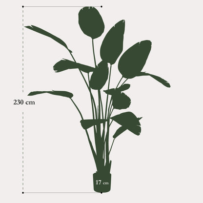 XXL Vioolbladplant 170 cm | Levensechte Ficus | Elegant in Huis