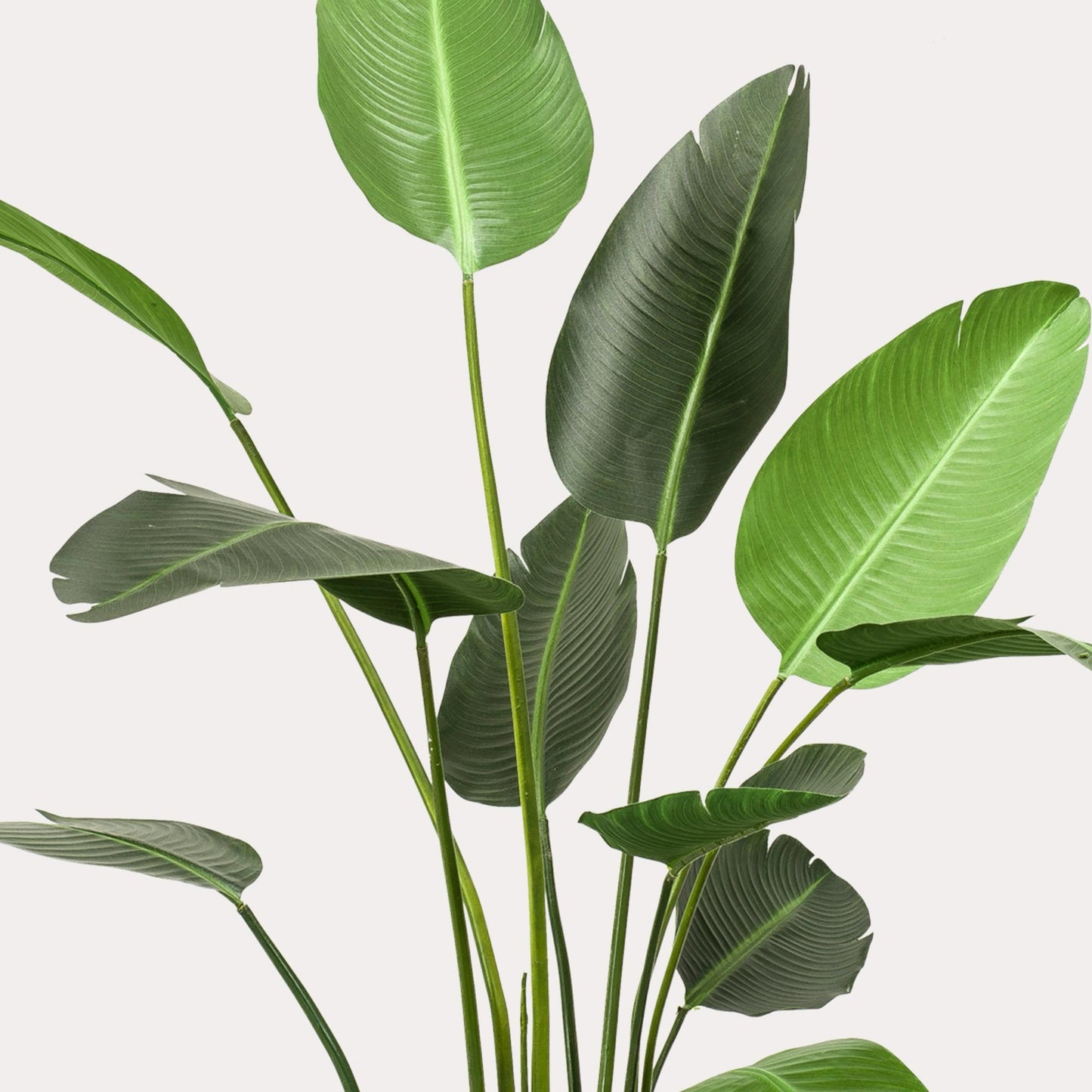 XXL Vioolbladplant 170 cm | Levensechte Ficus | Elegant in Huis