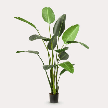 XXL Vioolbladplant 170 cm | Levensechte Ficus | Elegant in Huis