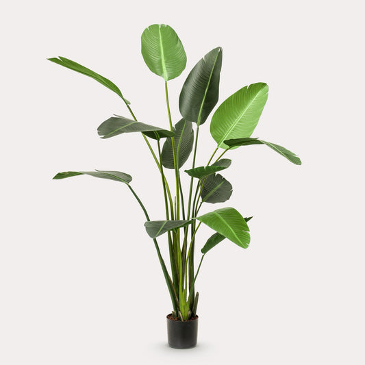 XXL Vioolbladplant 170 cm | Levensechte Ficus | Elegant in Huis
