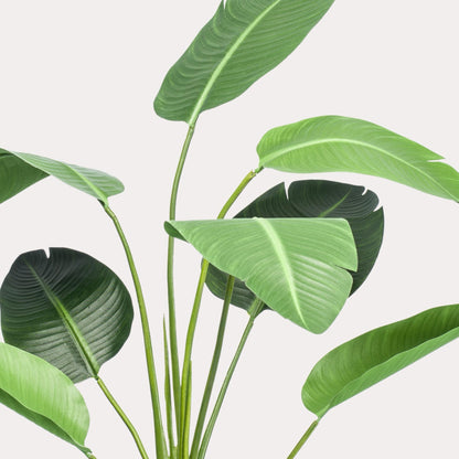 Kunstplant Ficus Lyrata 170 cm | Onderhoudsvrije Eyecatcher | Elke Ruimte