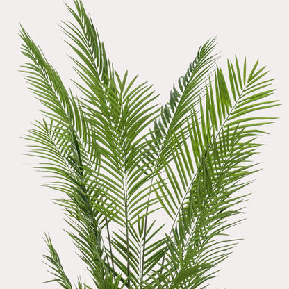 Realistische Kunst Ficus 170 cm | Trendy Vioolbladplant | Luxe Woonstijl