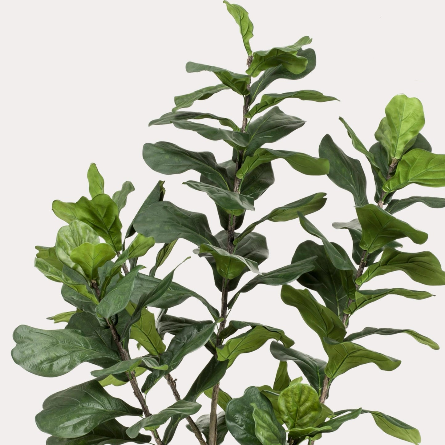 Kunstplant Ficus Premium 170 cm  | Stijlvolle Vioolbladplant | Volle Bladeren