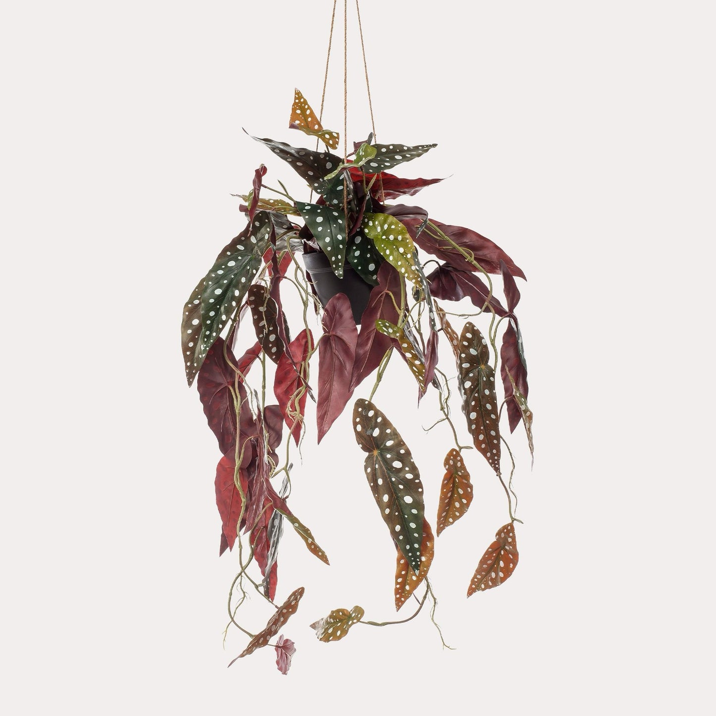 Kunstplant Begonia Maculata | 80 cm | Stippenbegonia | Realistische Prints & Moderne Look