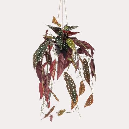 Kunstplant Begonia Maculata | 80 cm | Stippenbegonia | Realistische Prints & Moderne Look