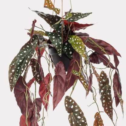 Kunstplant Begonia Maculata | 80 cm | Stippenbegonia | Realistische Prints & Moderne Look