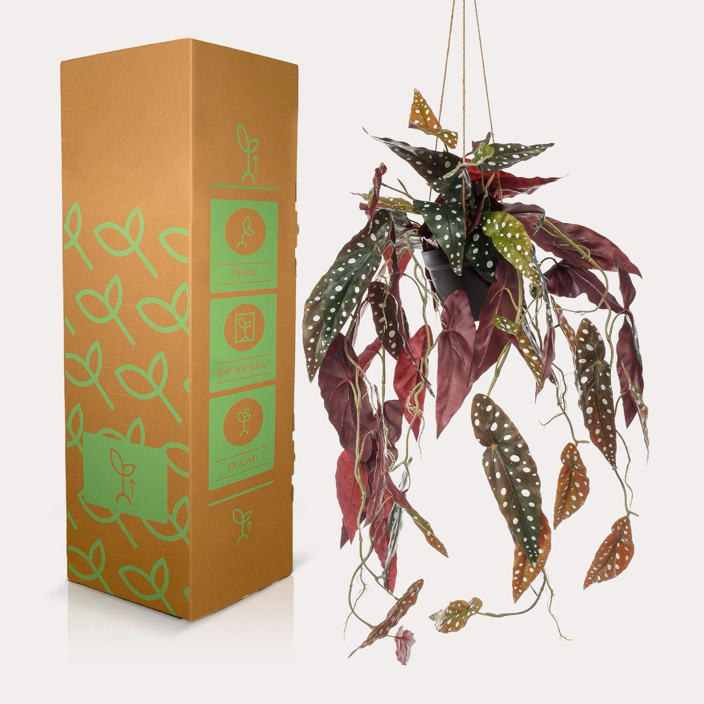 Kunstplant Begonia Maculata | 80 cm | Stippenbegonia | Realistische Prints & Moderne Look