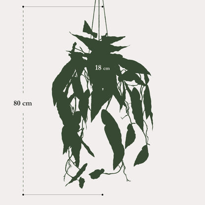 Kunstplant Begonia Maculata | 80 cm | Stippenbegonia | Realistische Prints & Moderne Look