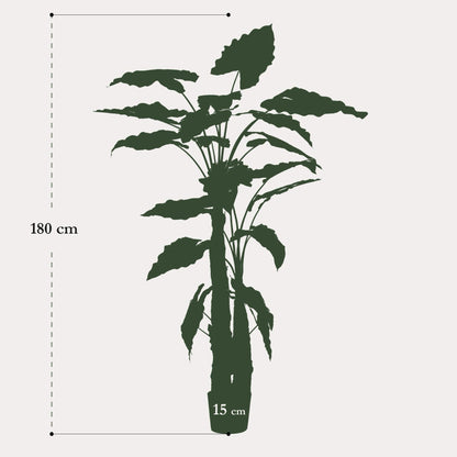 Kunstplant onderhoudsvrij | 180 cm | Binnenplant | Alocasia Olifantsoor