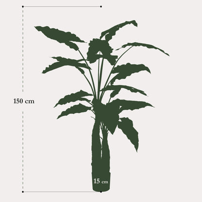 Kunstplant levensgroot | 150 cm | Binnenplant | Alocasia Olifantsoor