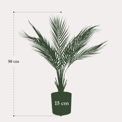 Kunstplant realistisch | 50 cm | Binnenplant | Chamaedorea Bergpalm