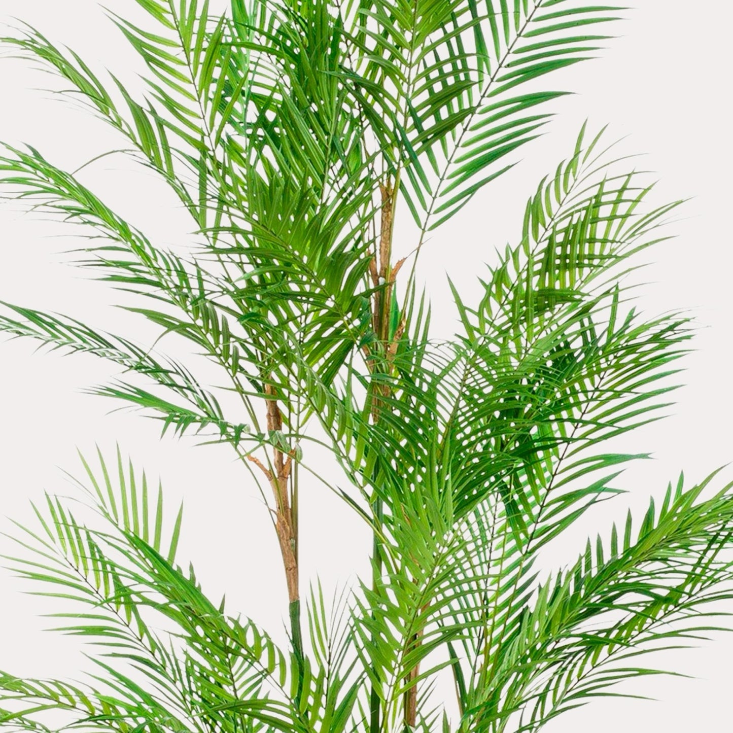 Kunstplant realistisch | 180 cm | Binnenplant | Chamaedorea Elegans Bergpalm
