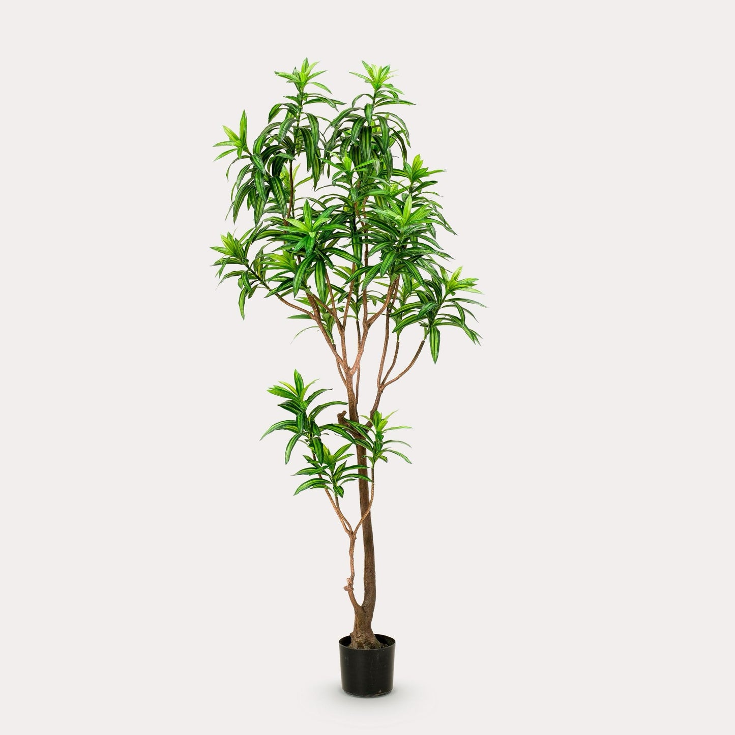 Kunstplant realistisch | 190 cm | Binnenplant | Dracaena Drakenboom