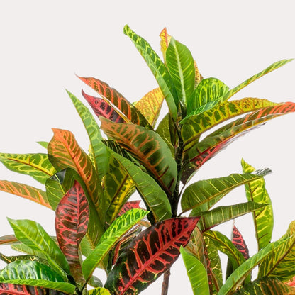 Kunststruik kleurrijk | 95 cm | Binnenplant | Croton Codiaeum Wonderstruik