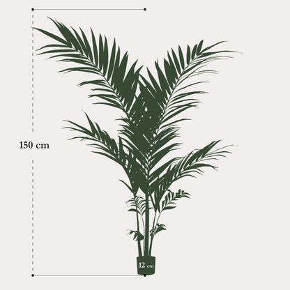Kunstpalm elegant groen | 150 cm | Binnenplant | Kentia Kentiapalm