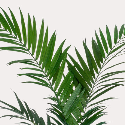 Kunstpalm elegant groen | 150 cm | Binnenplant | Kentia Kentiapalm