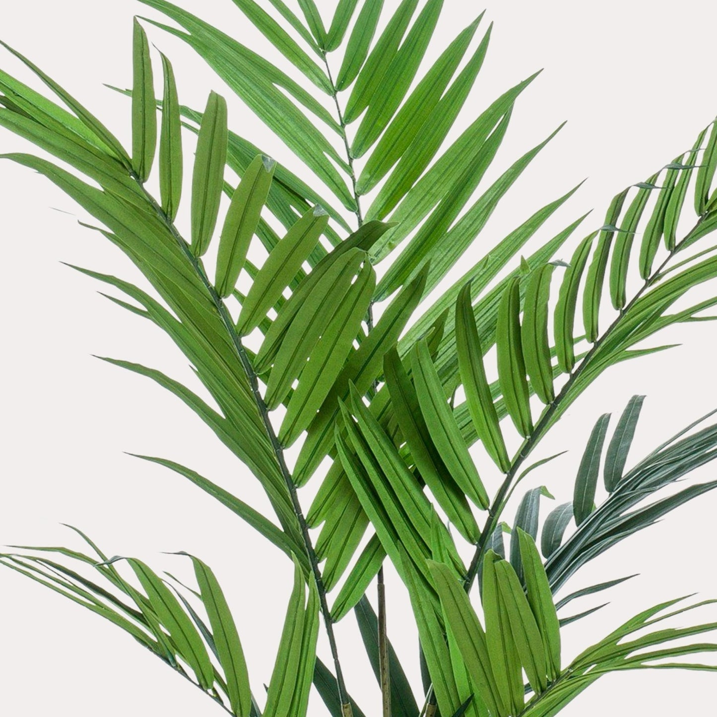Kunstpalm tropisch | 180 cm | Binnenplant | Kentia Howea Forsteriana