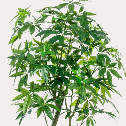 Pachira Aquatica kunst Geldboom 180 cm | Grote nep plant met gevlochten stam