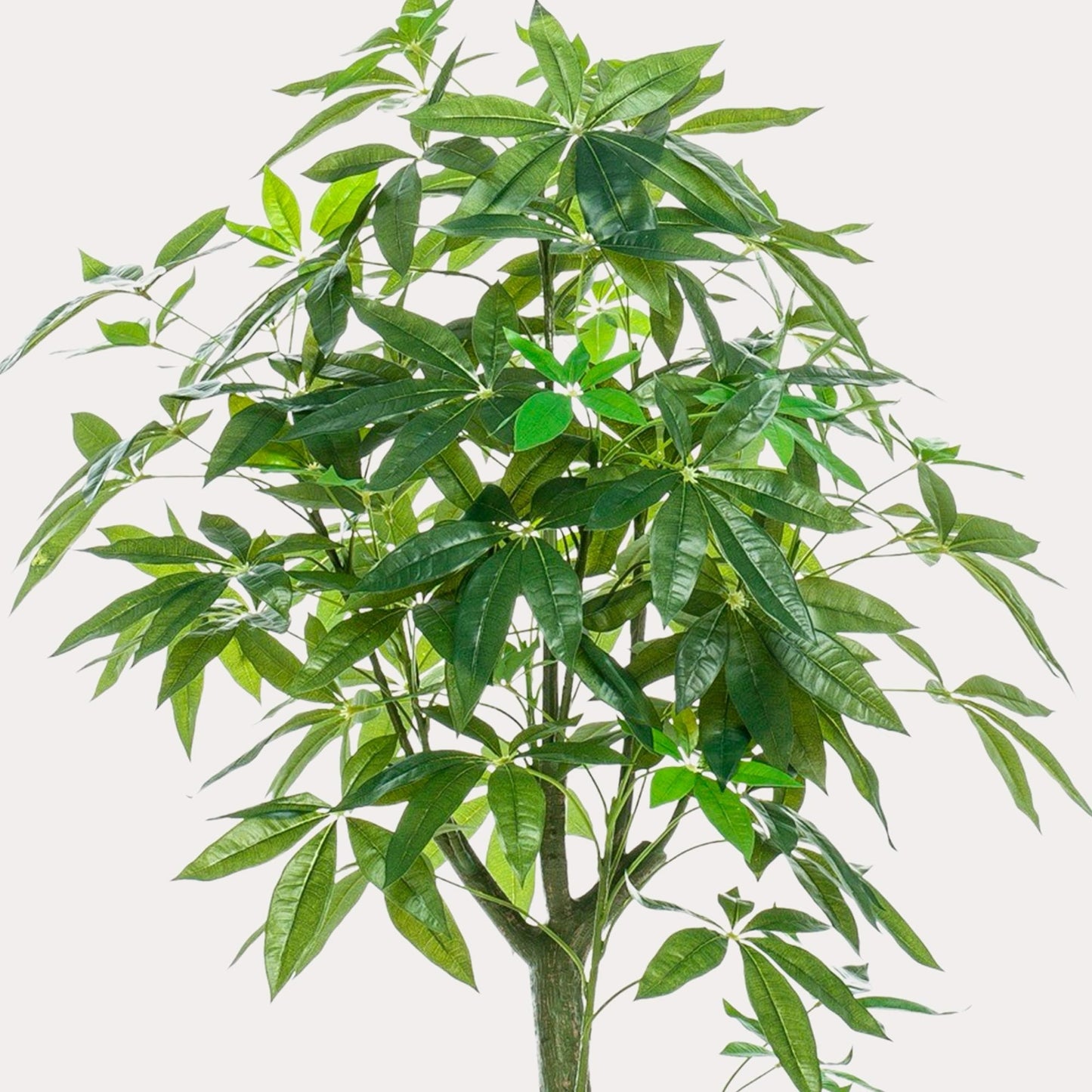 Pachira Aquatica kunst Geldboom 150 cm | Nep Geldboom met dubbele stam