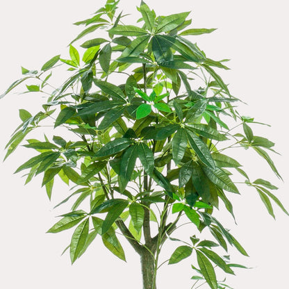 Pachira Aquatica kunst Geldboom 150 cm | Nep Geldboom met dubbele stam