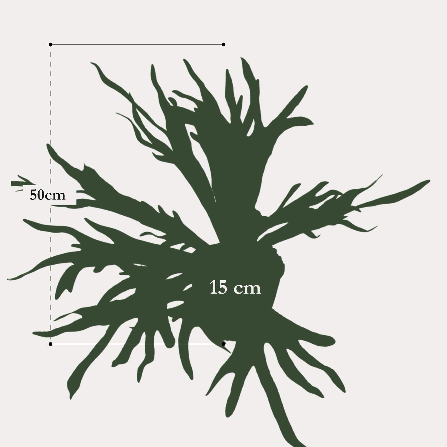Hertshoornvaren kunstplant 50 cm | Staghorn fern nep plant