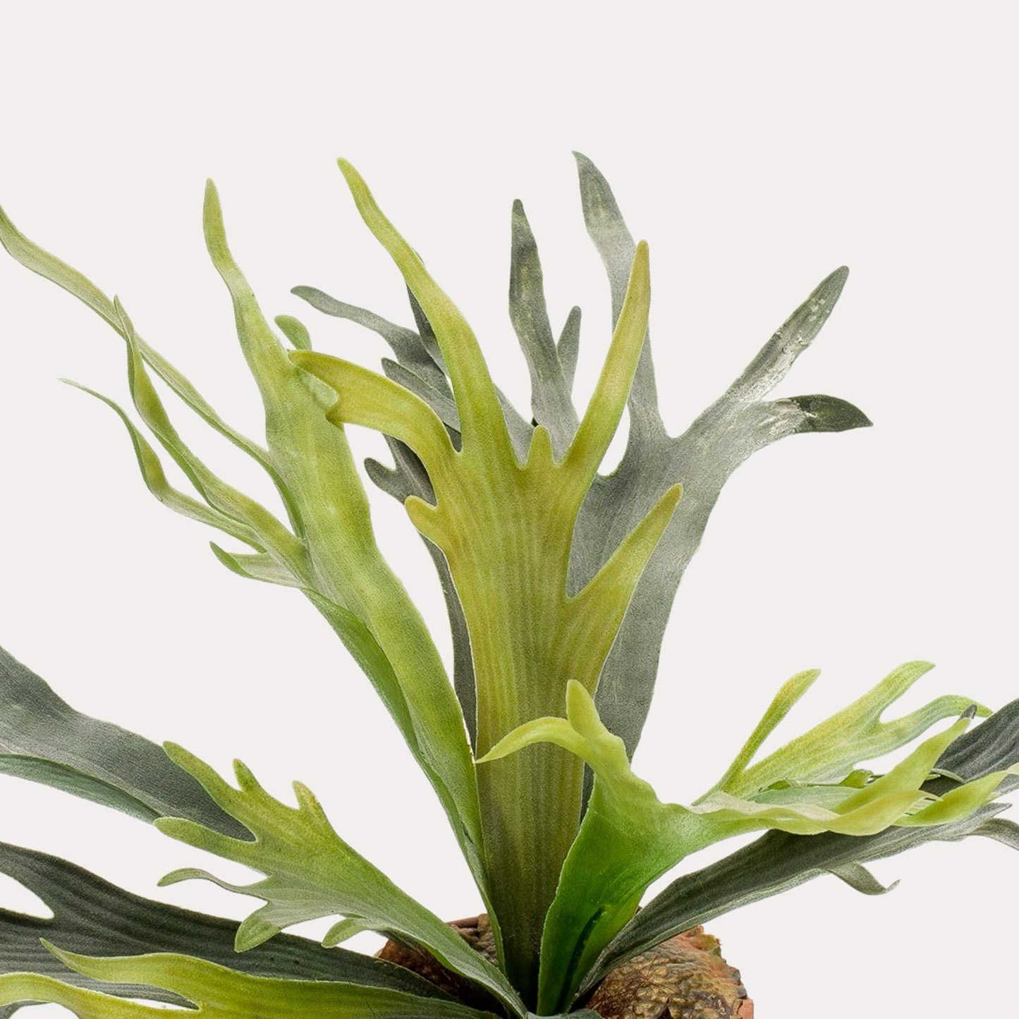 Hertshoornvaren kunstplant 50 cm | Staghorn fern nep plant