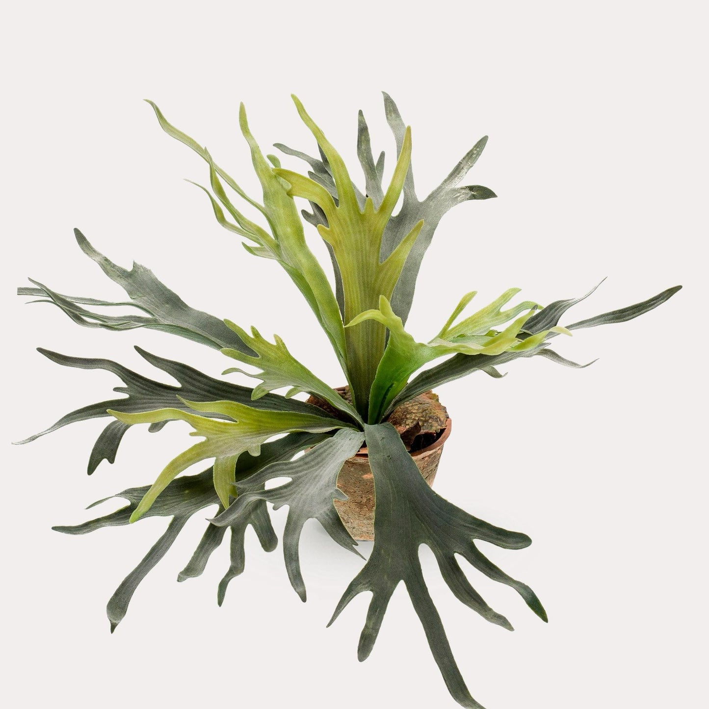 Hertshoornvaren kunstplant 50 cm | Staghorn fern nep plant