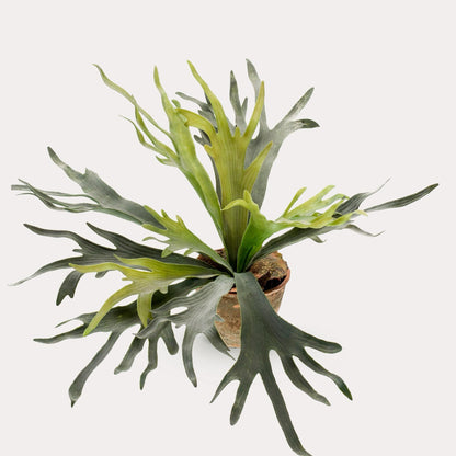 Hertshoornvaren kunstplant 50 cm | Staghorn fern nep plant