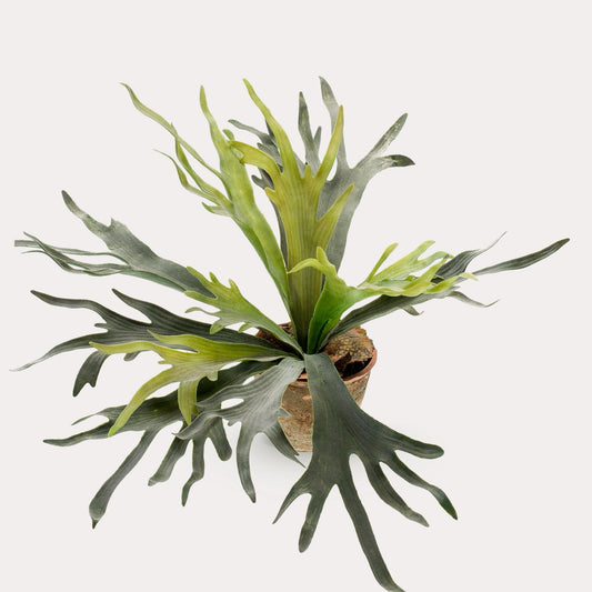 Hertshoornvaren kunstplant 50 cm | Staghorn fern nep plant