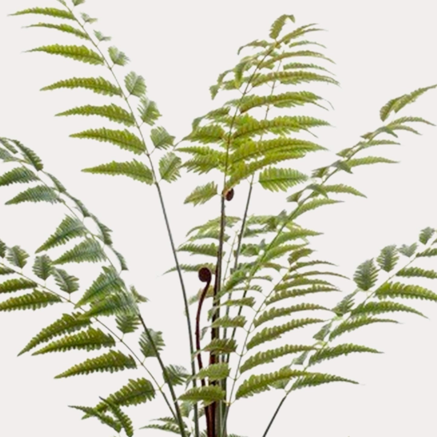 Ledervaren kunstplant 150 cm | Rumohra Adiantiformis grote kunstvaren