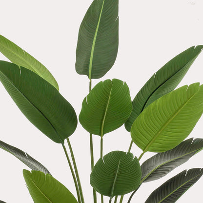 Strelitzia Nicolai kunstplant 190 cm | Grote paradijsvogelplant kunst
