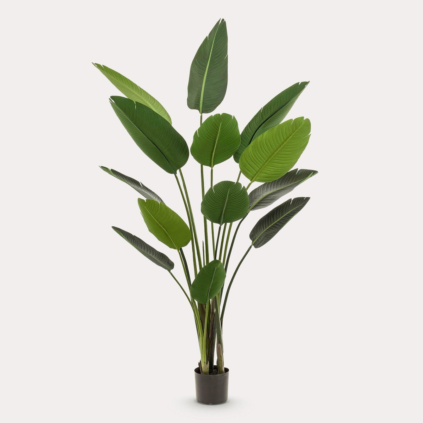 Strelitzia Nicolai kunstplant 190 cm | Grote paradijsvogelplant kunst