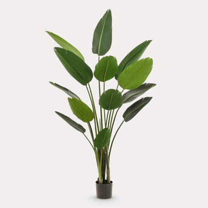 Strelitzia Nicolai kunstplant 190 cm | Grote paradijsvogelplant kunst