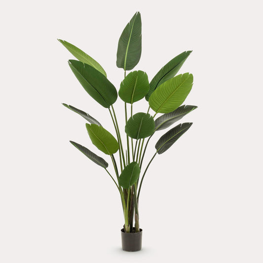 Strelitzia Nicolai kunstplant 190 cm | Grote paradijsvogelplant kunst
