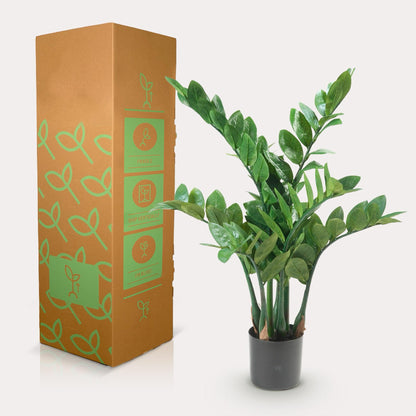 Zamioculcas kunstplant 70 cm | Kleine ZZ nepplant voor woonkamer