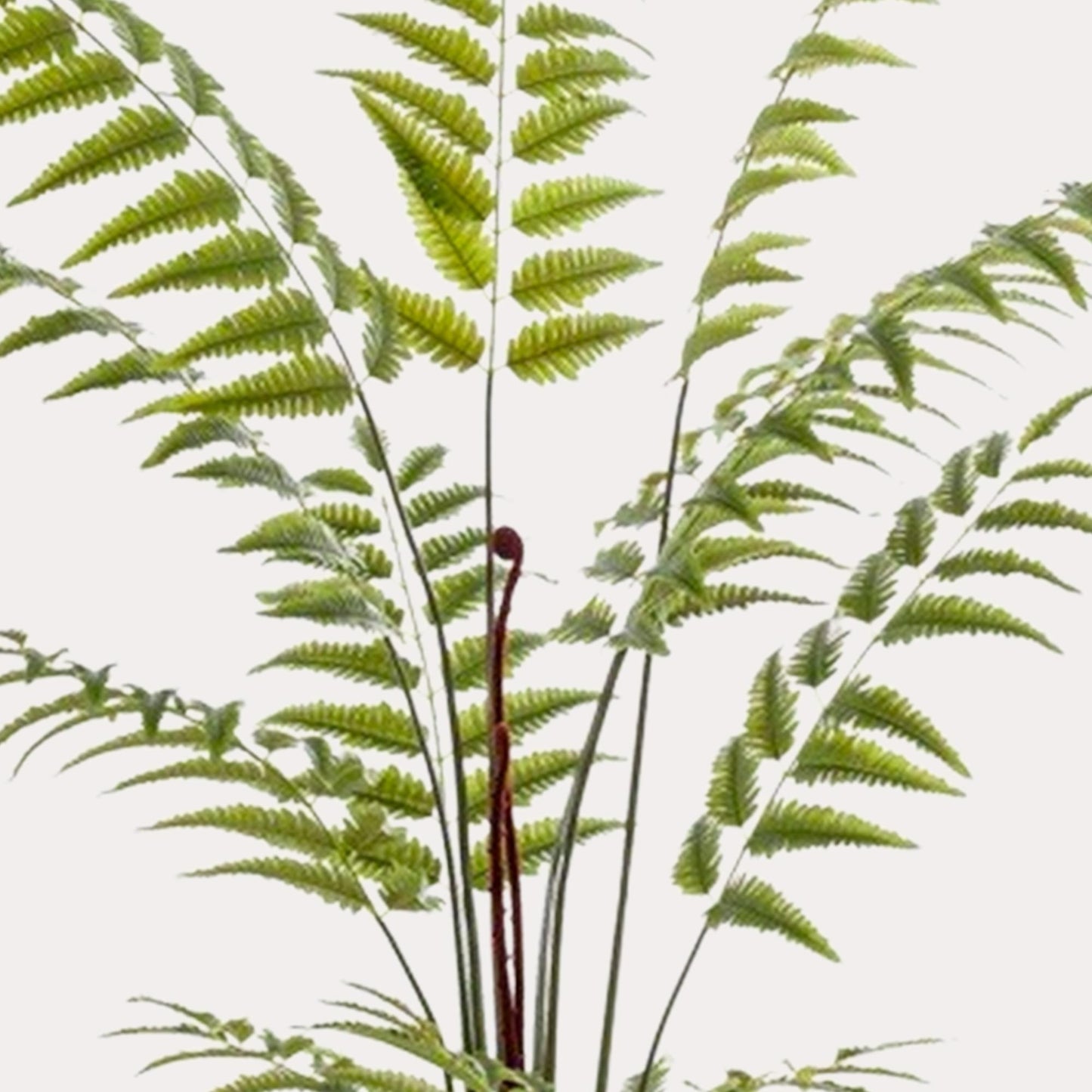 Ledervaren kunstplant 180 cm | Grote nepvaren met luchtige groene bladeren