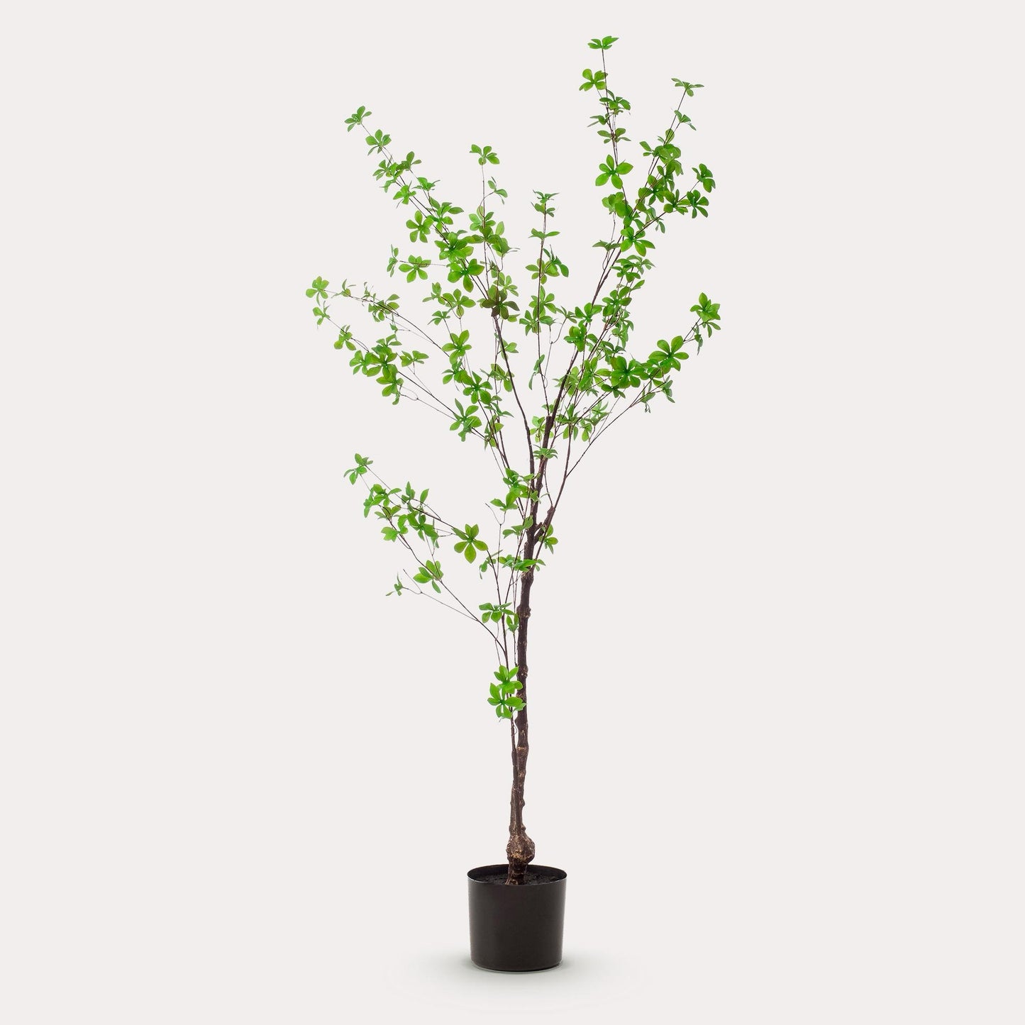 Oost-Indische kers kunstboom 150 cm | Tropische kunstboom voor binnen