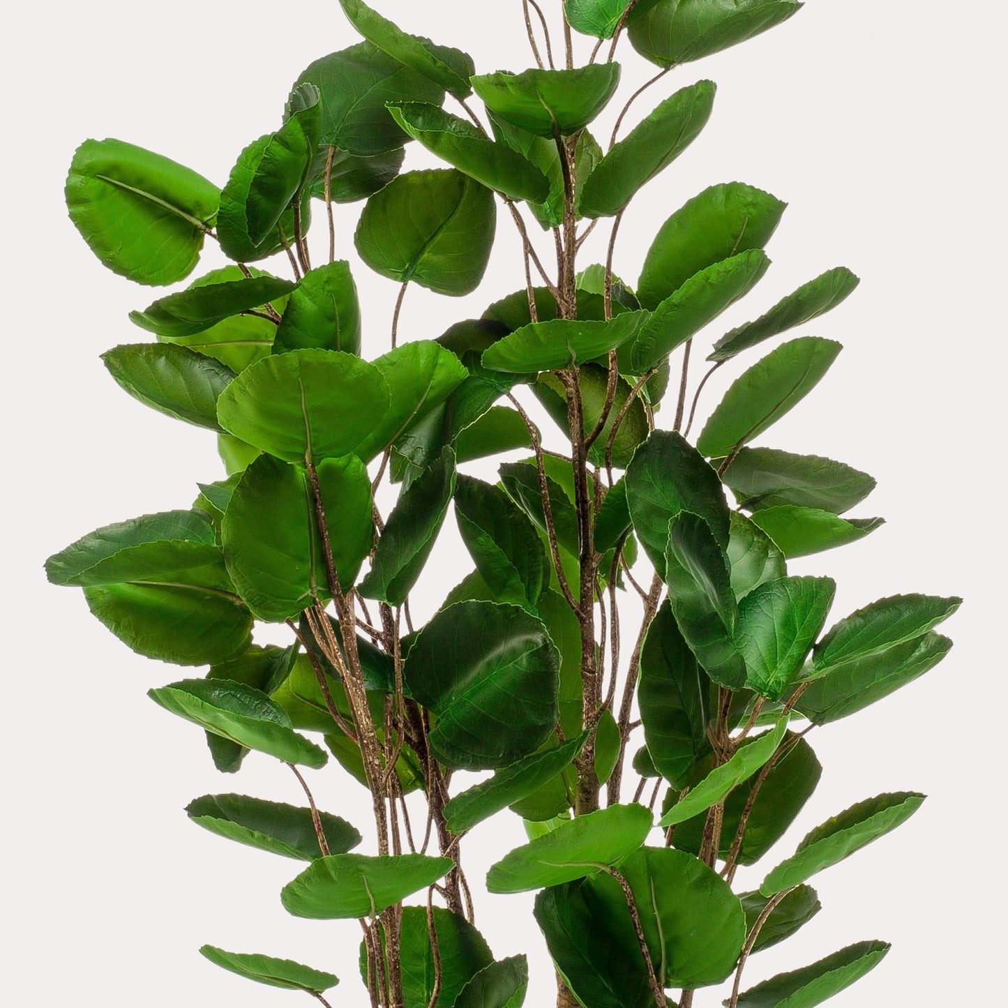 Polyscias Aralia kunstboom 105 cm | Luxe volle kunstplant binnen